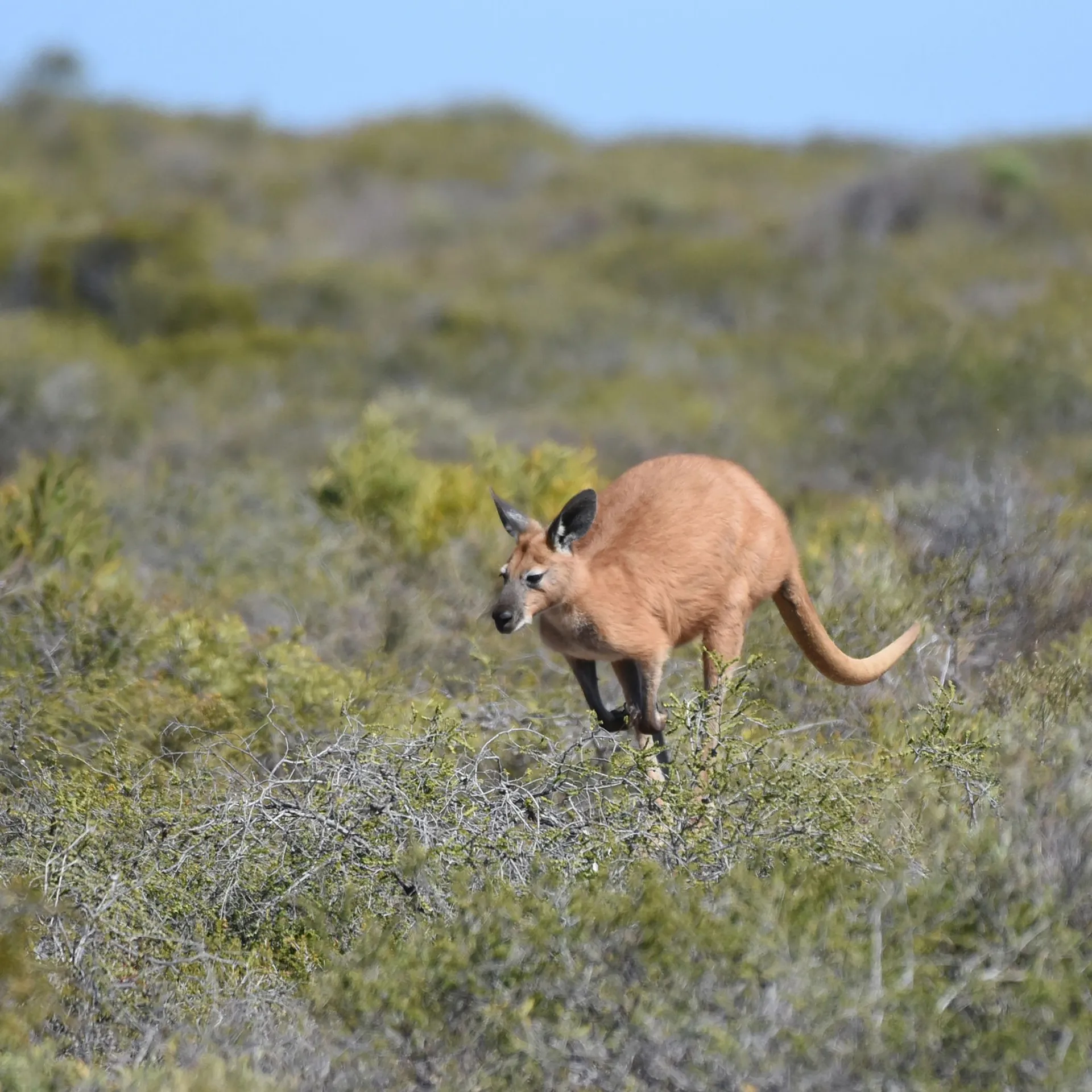 Kangaroos