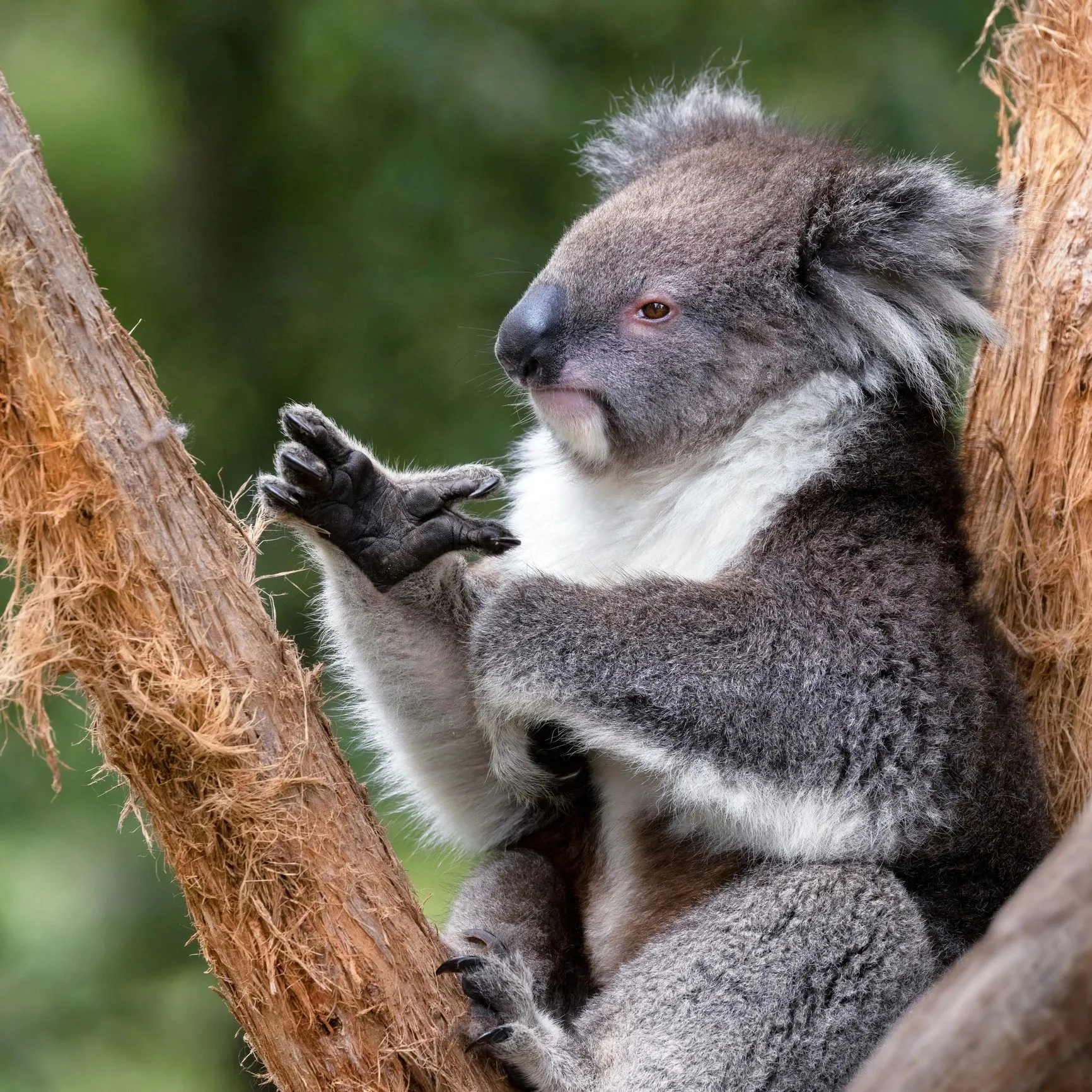 Koalas