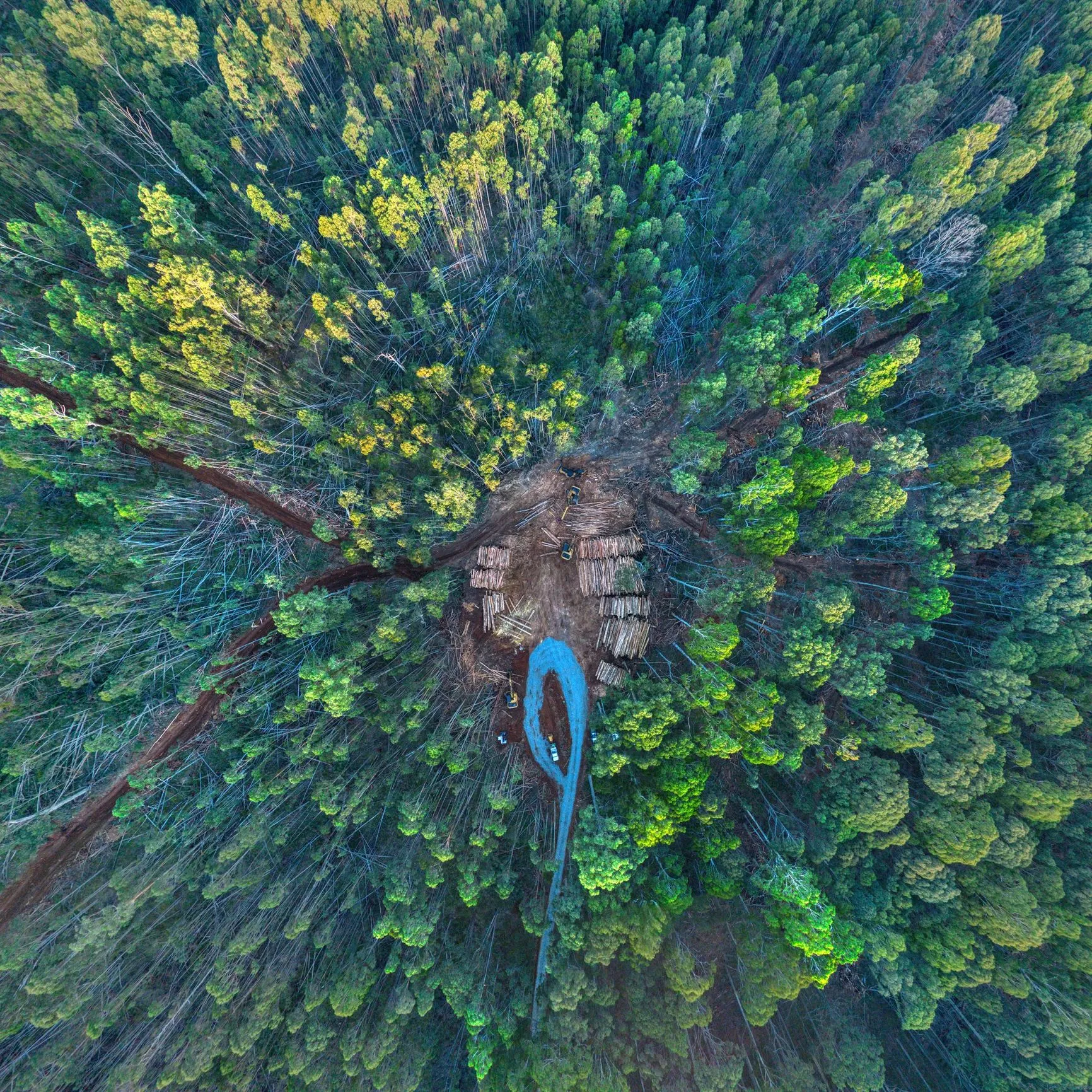 Trees