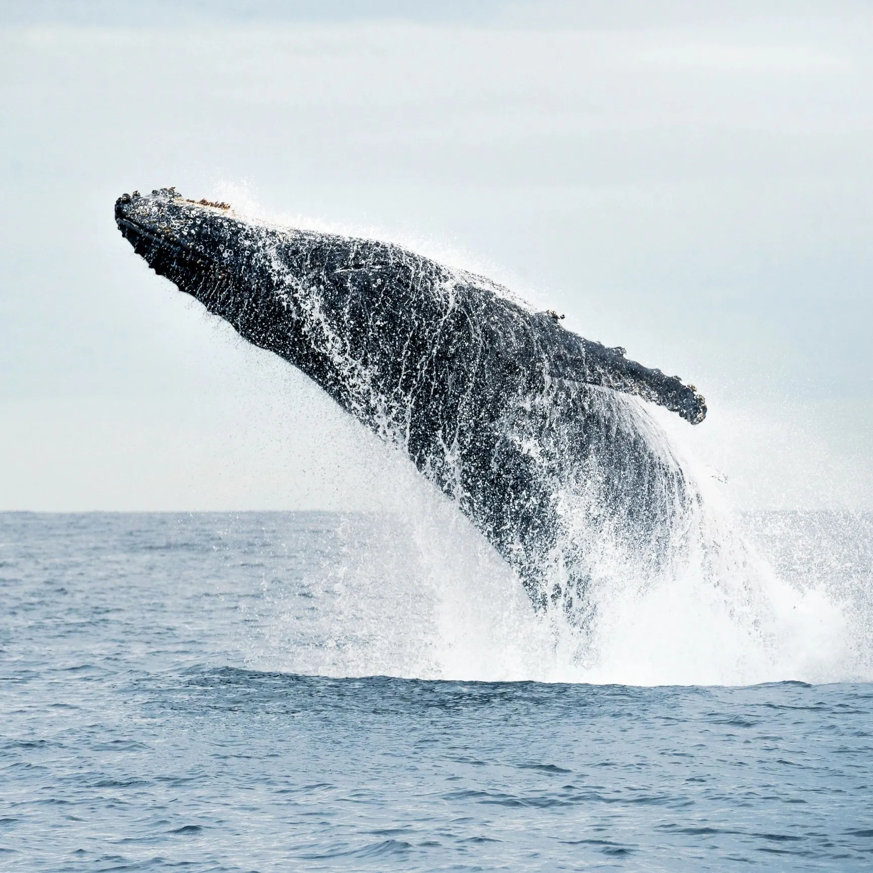 Whales