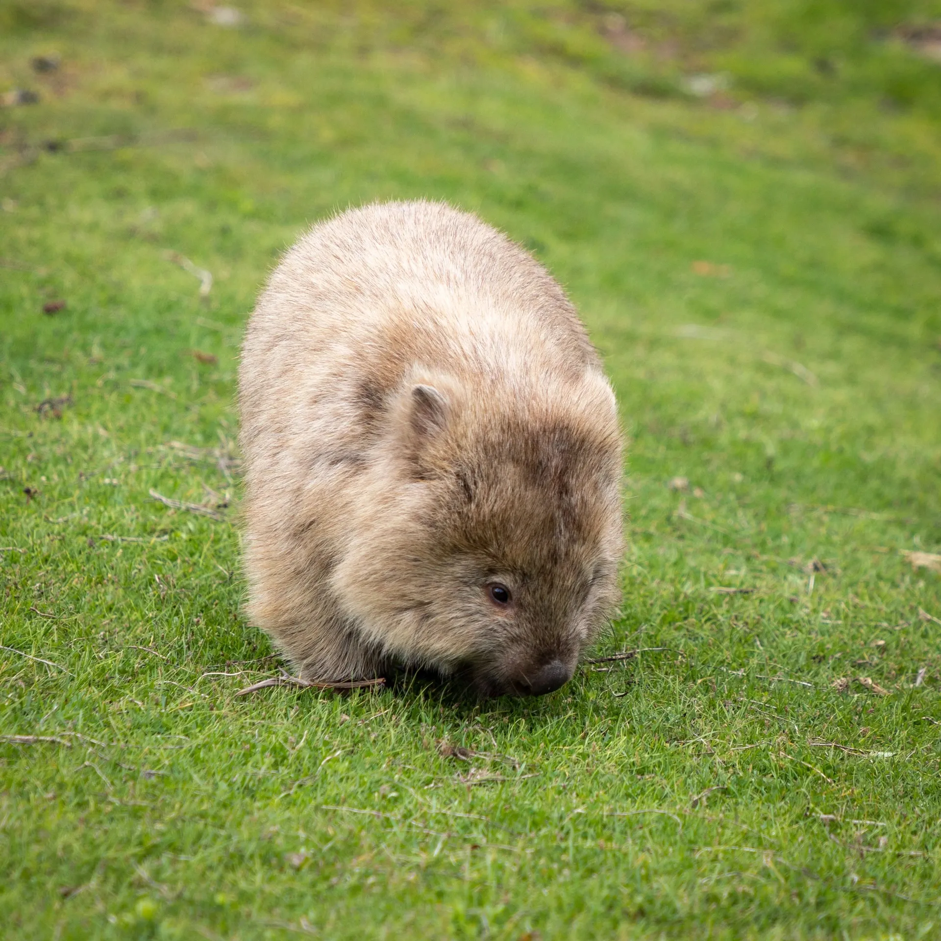 Wombats