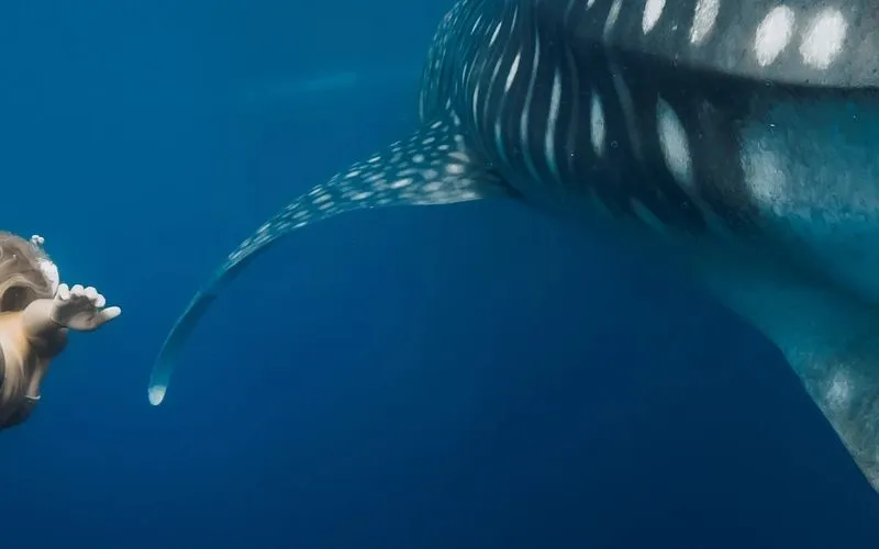 Whale Sharks