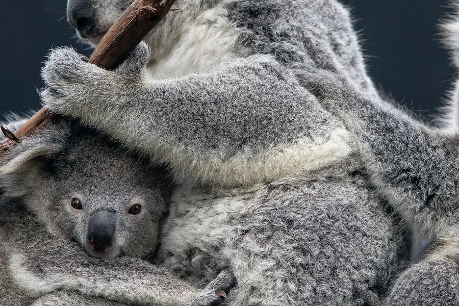 A koala mother and joey resting together